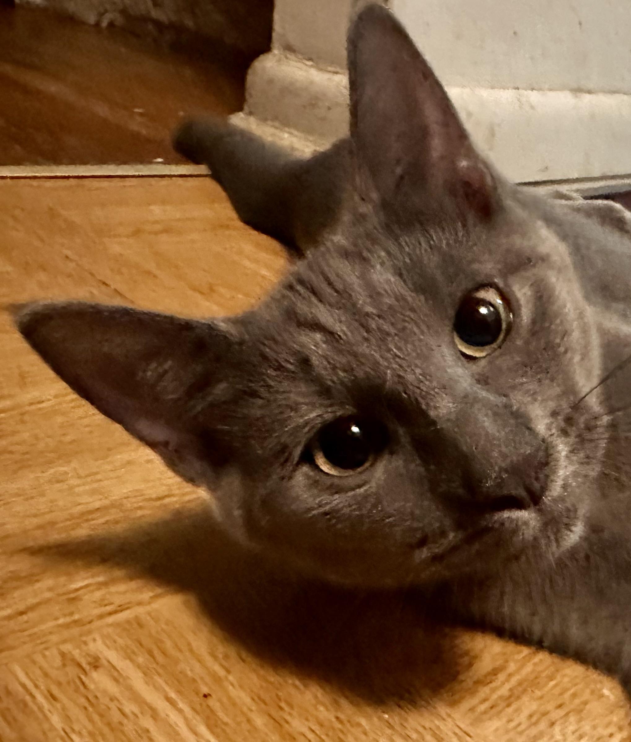 Enlarge Cosmo, a Adoptable Domestic Short Hair in Fayetteville, NC image 6/6