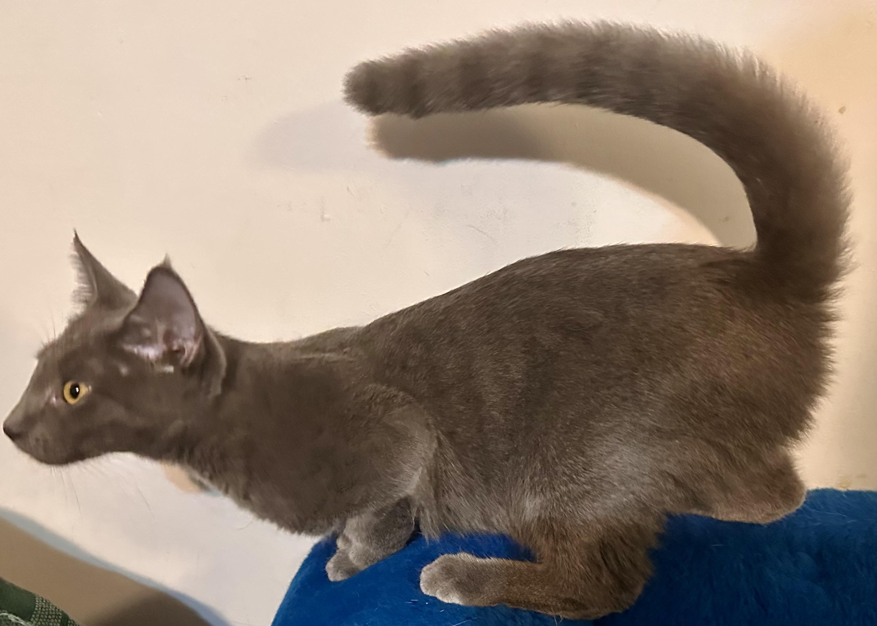 Enlarge Cosmo, a Adoptable Domestic Short Hair in Fayetteville, NC image 2/6