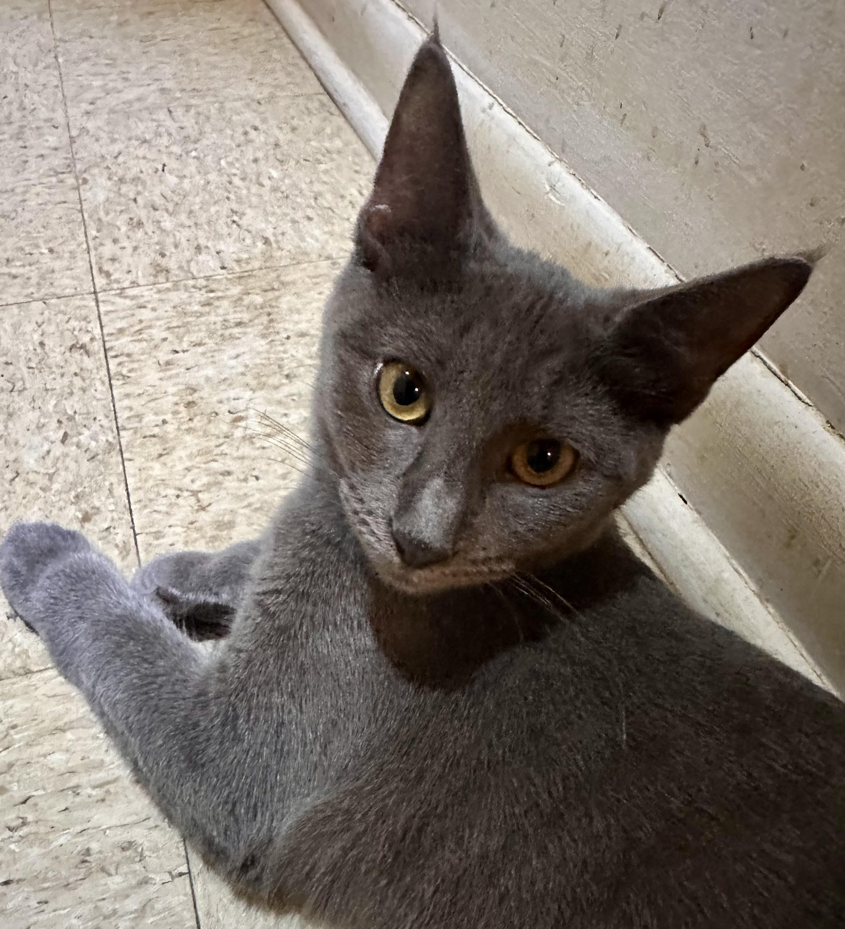 Enlarge Cosmo, a Adoptable Domestic Short Hair in Fayetteville, NC image 1/6
