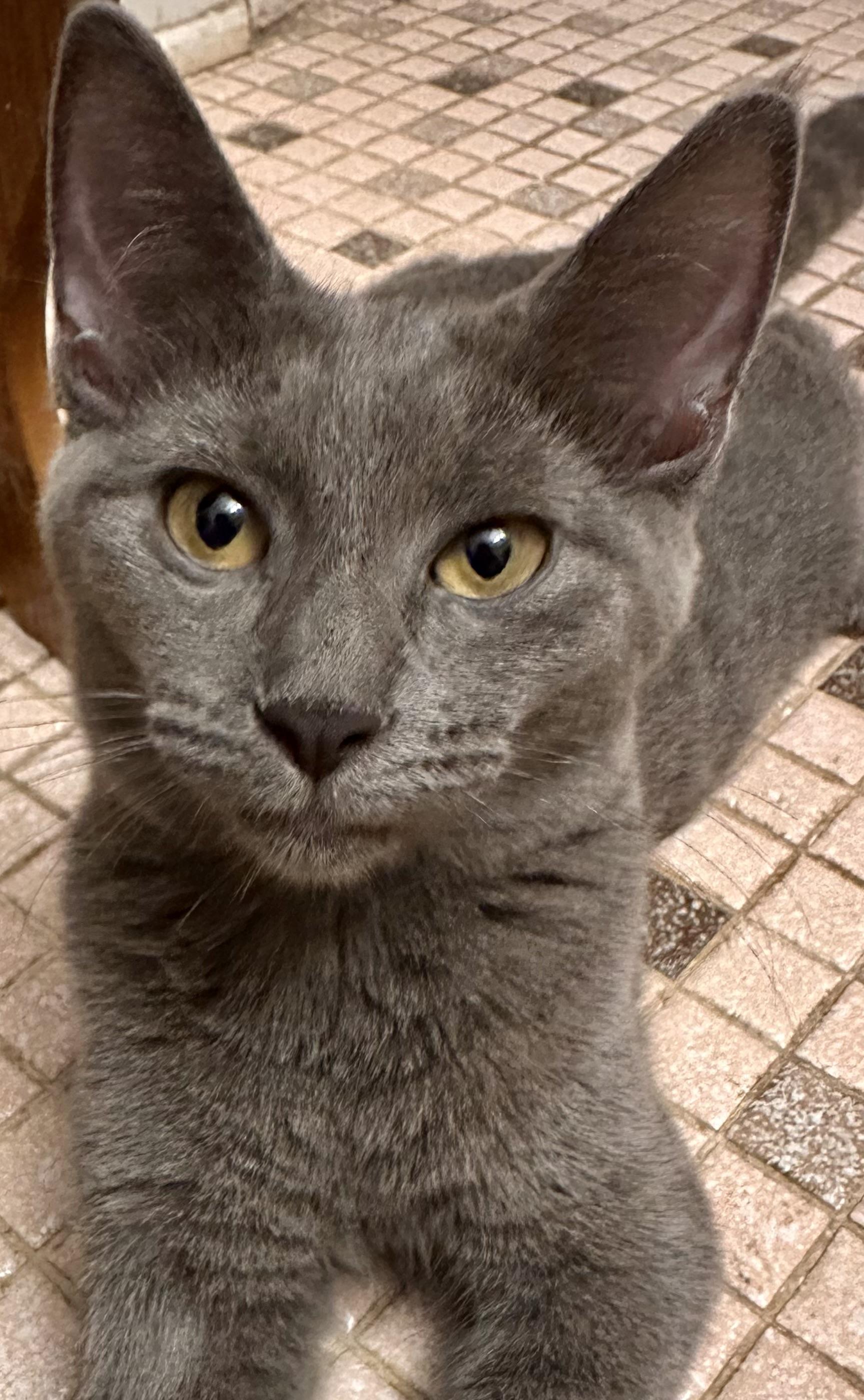 Enlarge Cosmo, a Adoptable Domestic Short Hair in Fayetteville, NC image 4/6