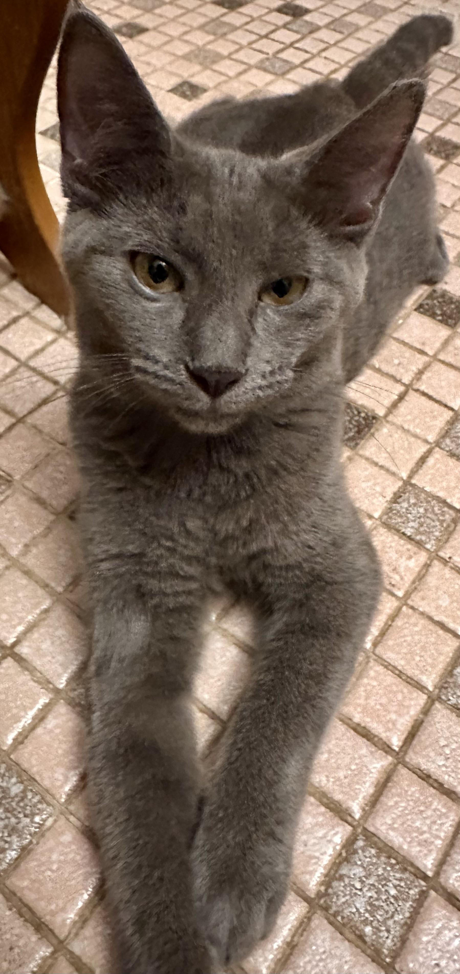 Enlarge Cosmo, a Adoptable Domestic Short Hair in Fayetteville, NC image 5/6