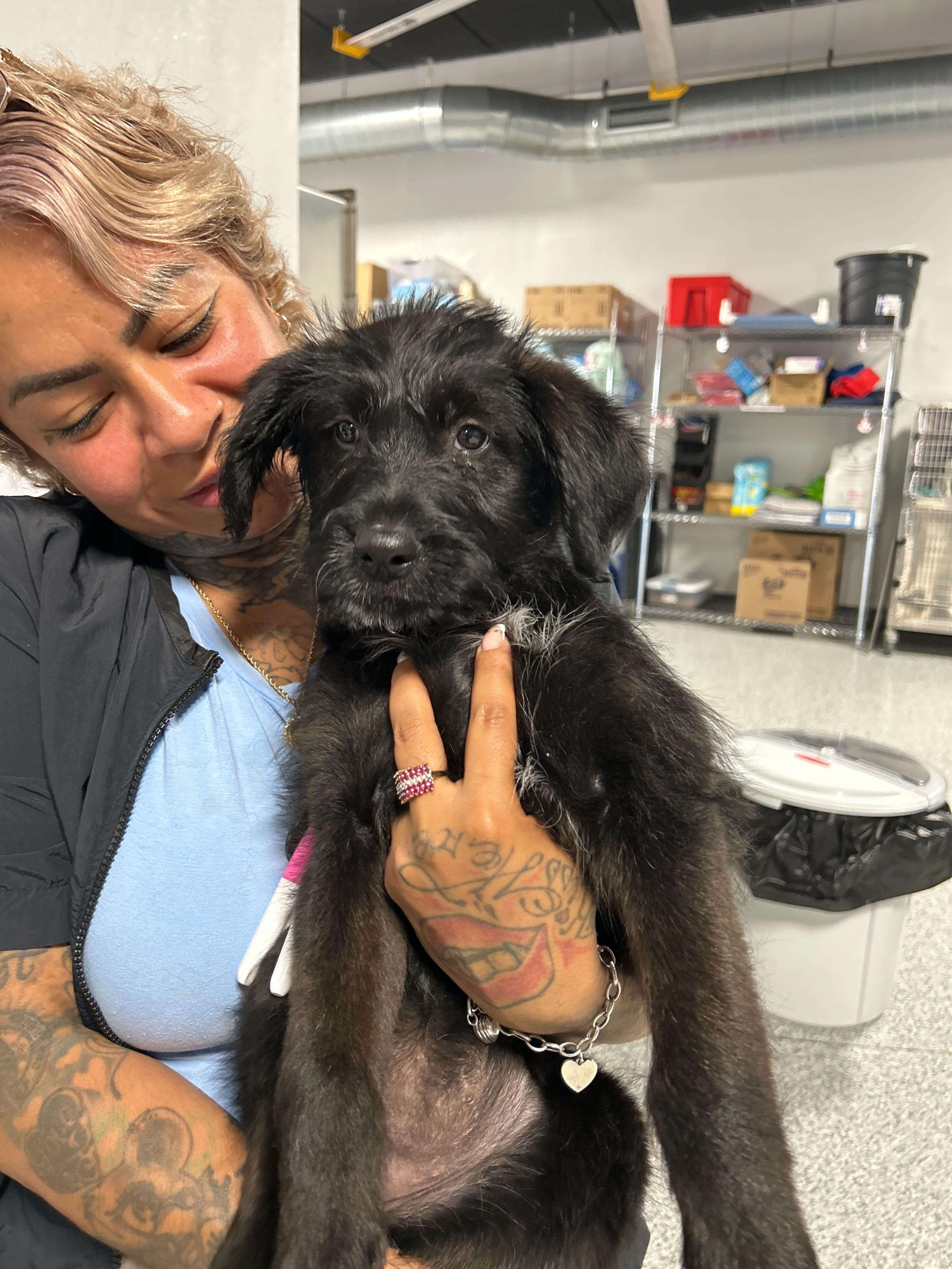 OPAL, adopted, Puppy Female Wirehaired Terrier.