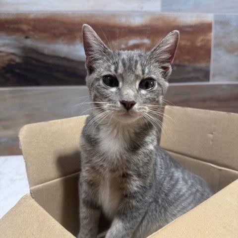 Tink, Adoptable, Young Female Domestic Short Hair.