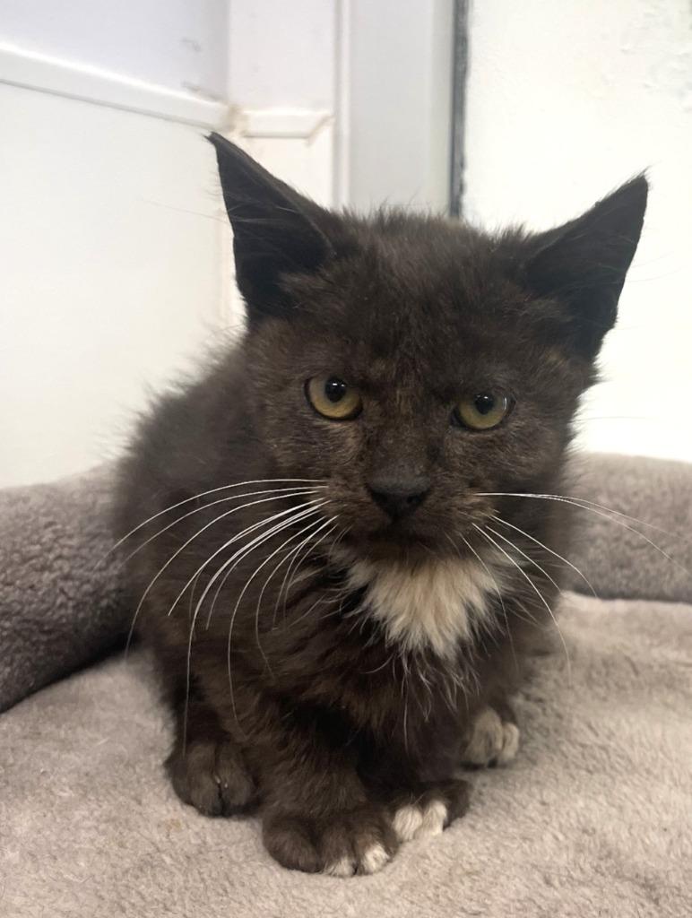 Sanji, Adoptable, Kitten Male Domestic Short Hair.