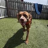 Sparkle, Adopted, Adult Female Mixed Breed.