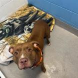 Enlarge Sparkle, a Adopted Mixed Breed in Hilliard, OH image 2/2