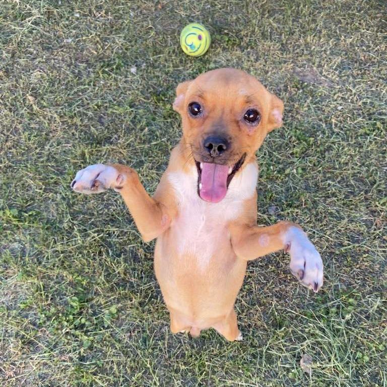 Jabba, a Adoptable mixed breed in Laredo, TX image 1/2