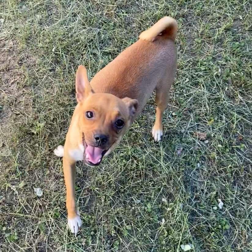 Jabba, a Adoptable mixed breed image 2/3