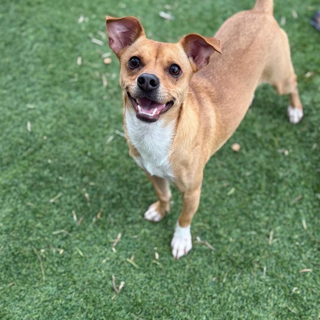 Jabba, a Adoptable mixed breed image 3/3