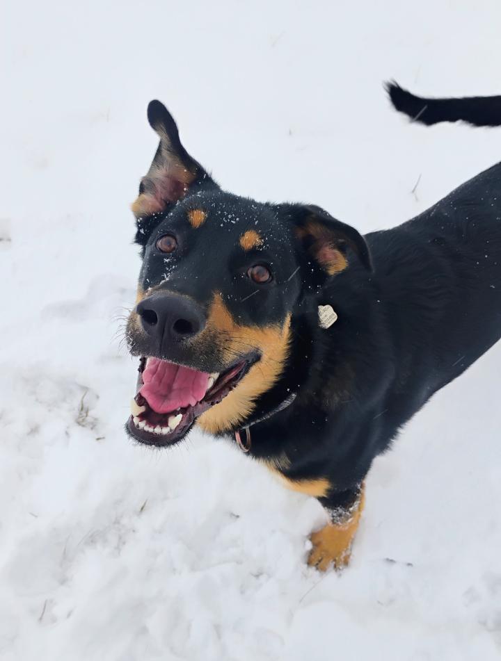 Enlarge Lovable Mocha, a Adoptable mixed breed in Baytown, TX image 1/6