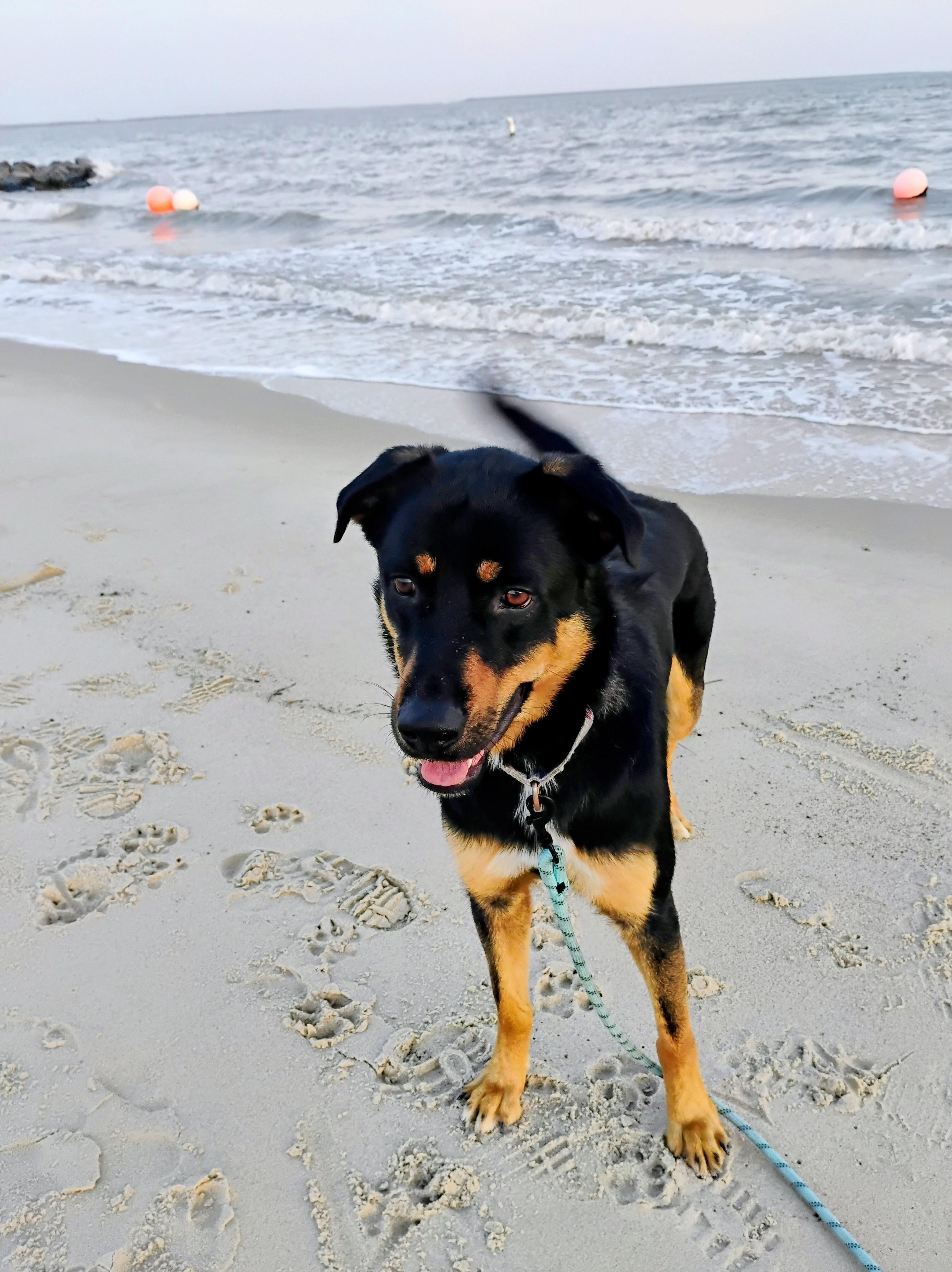 Enlarge Lovable Mocha, a Adoptable mixed breed in Baytown, TX image 3/6