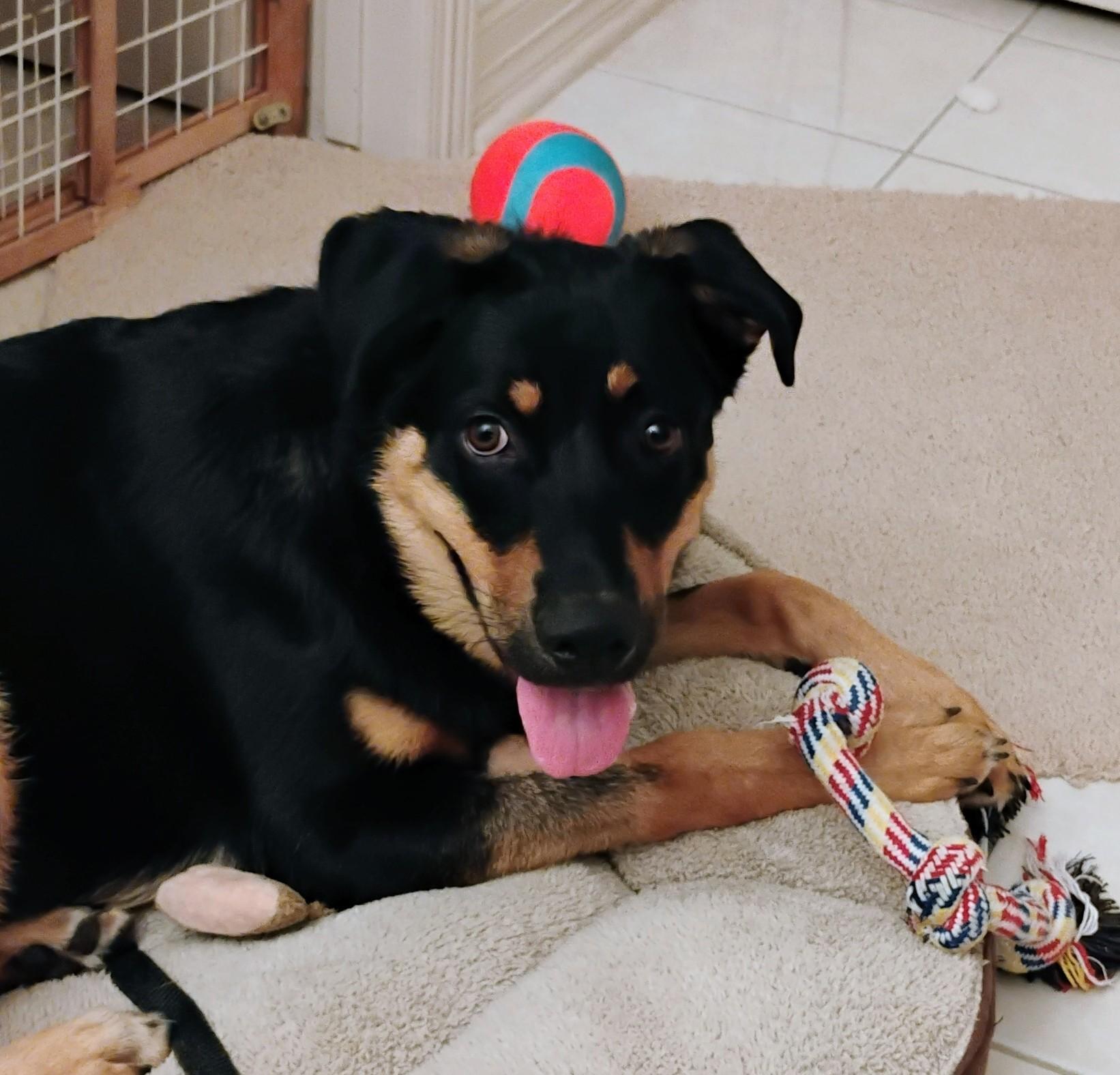 Enlarge Lovable Mocha, a Adoptable mixed breed in Baytown, TX image 4/6