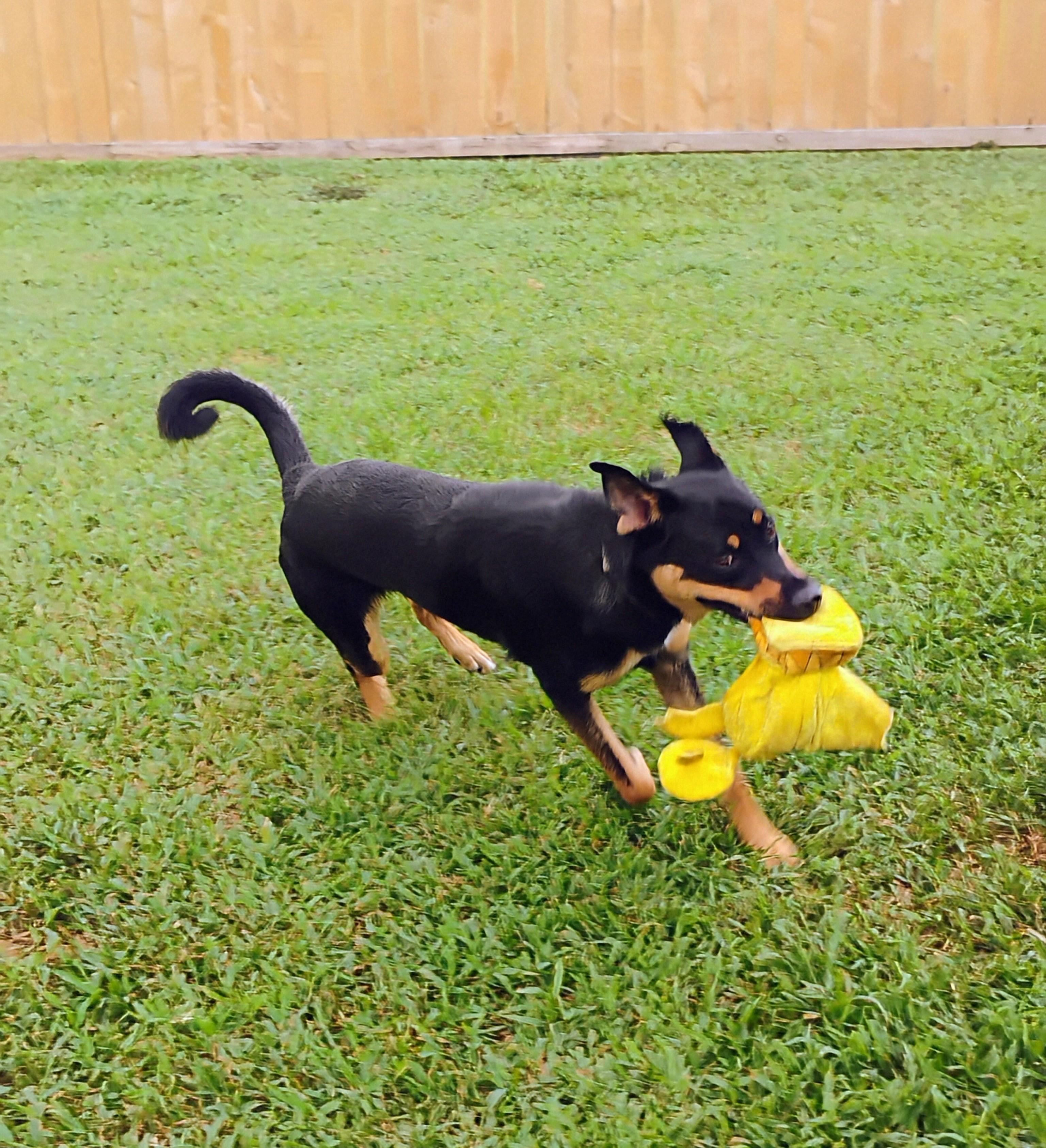Enlarge Lovable Mocha, a Adoptable mixed breed in Baytown, TX image 5/6