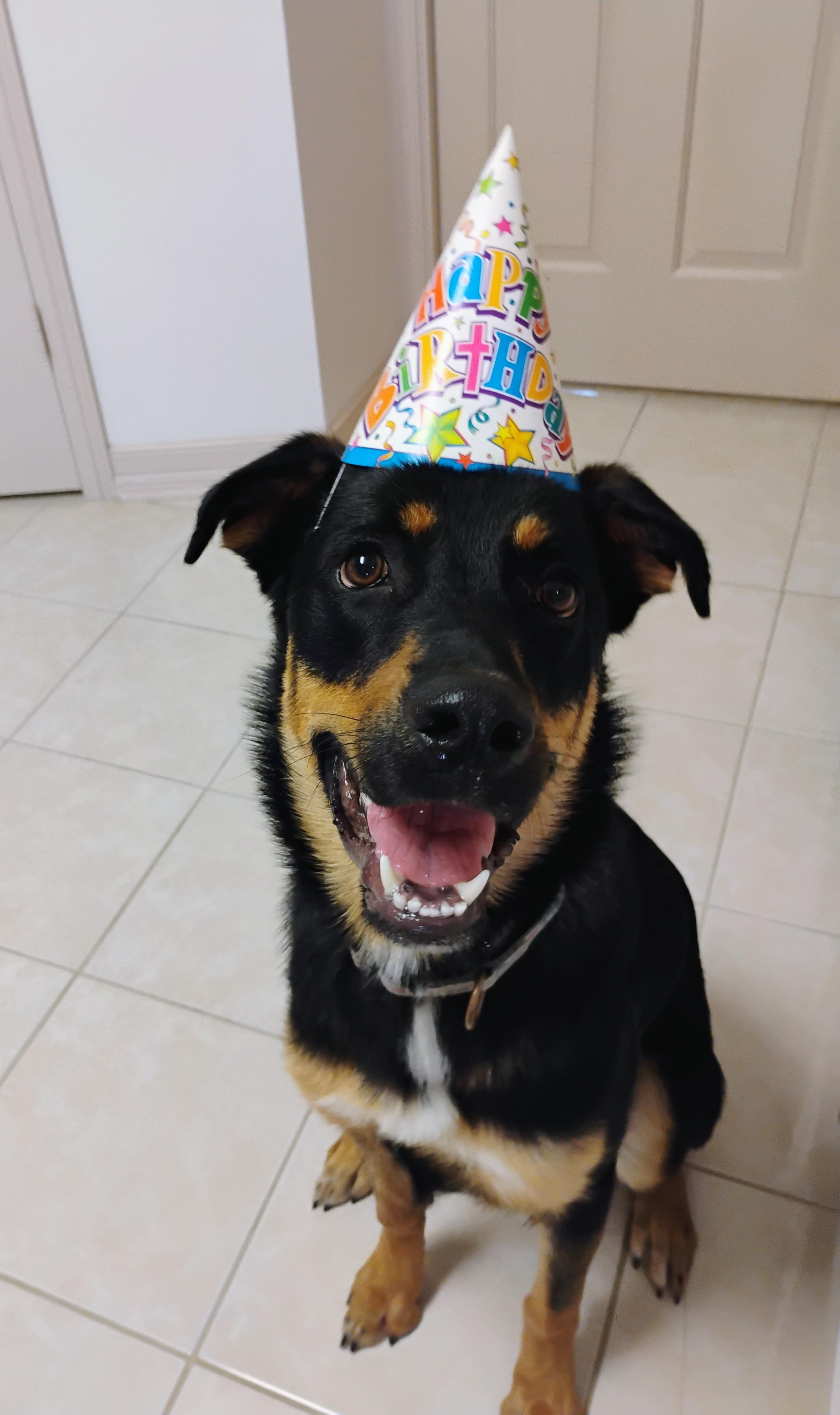 Enlarge Lovable Mocha, a Adoptable mixed breed in Baytown, TX image 2/6