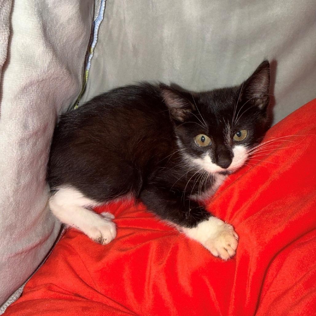 Stubbs A26-154, Adoptable, Kitten Male Domestic Short Hair.