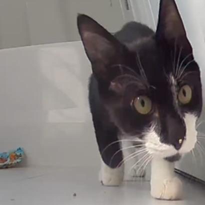 Enlarge Stubbs A26-154, a Adoptable Domestic Short Hair in SANTA ROSA BEACH, FL image 2/3