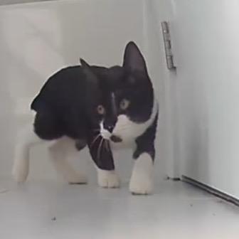 Enlarge Stubbs A26-154, a Adoptable Domestic Short Hair in SANTA ROSA BEACH, FL image 3/3