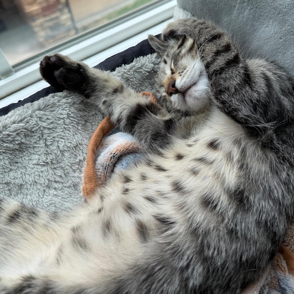 Enlarge Tumbleweed, a Adoptable Domestic Short Hair in Layton, UT image 1/6