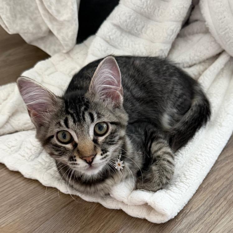 Enlarge Tumbleweed, a Adoptable Domestic Short Hair in Layton, UT image 2/6