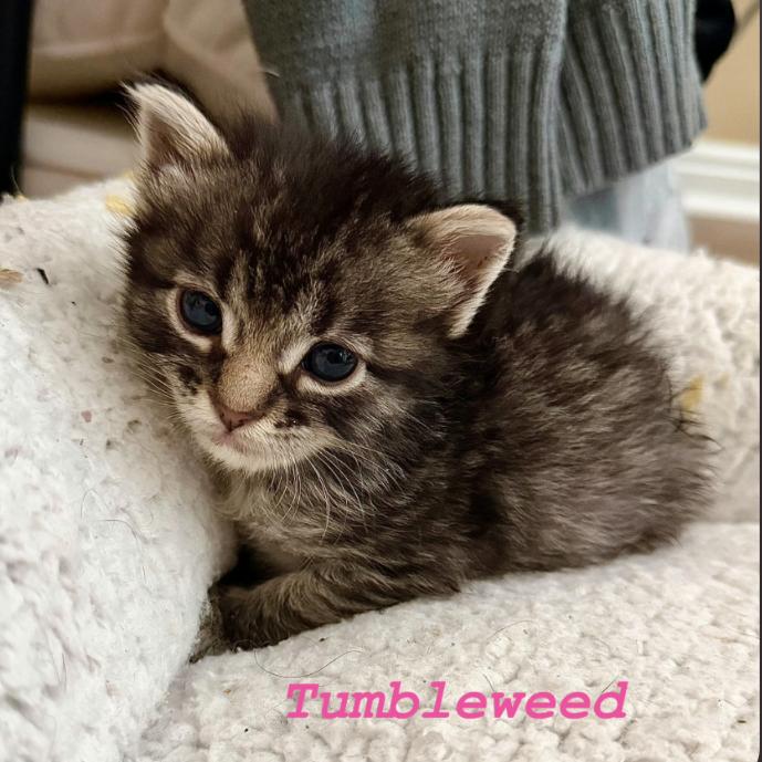 Enlarge Tumbleweed, a Adoptable Domestic Short Hair in Layton, UT image 4/6