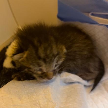 Enlarge Tumbleweed, a Adoptable Domestic Short Hair in Layton, UT image 5/6