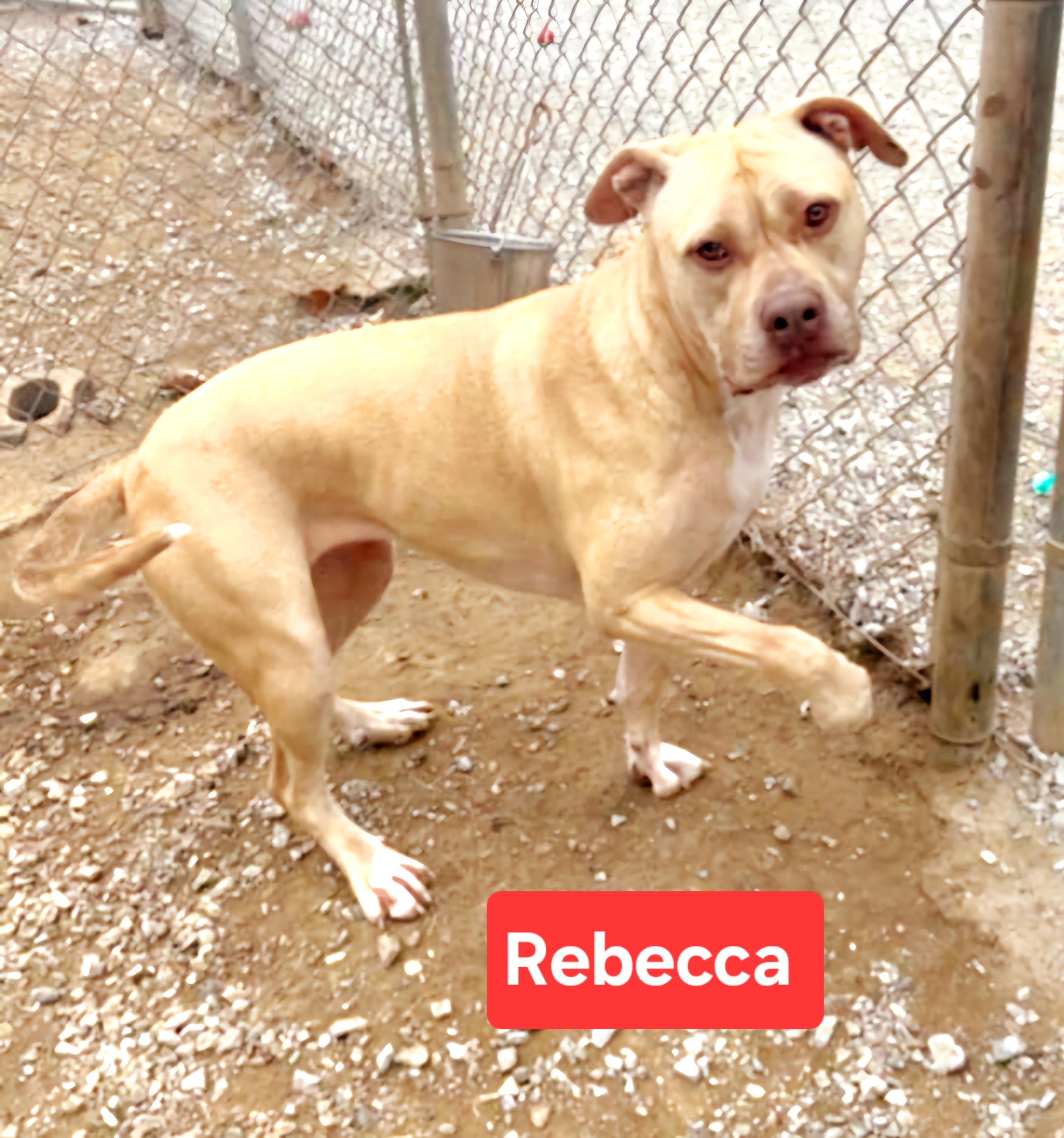 Rebecca, an adoptable American Staffordshire Terrier in Clinton, MO, 64735 | Photo Image 2