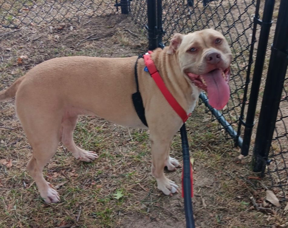 Rebecca, an adoptable American Staffordshire Terrier in Clinton, MO, 64735 | Photo Image 3