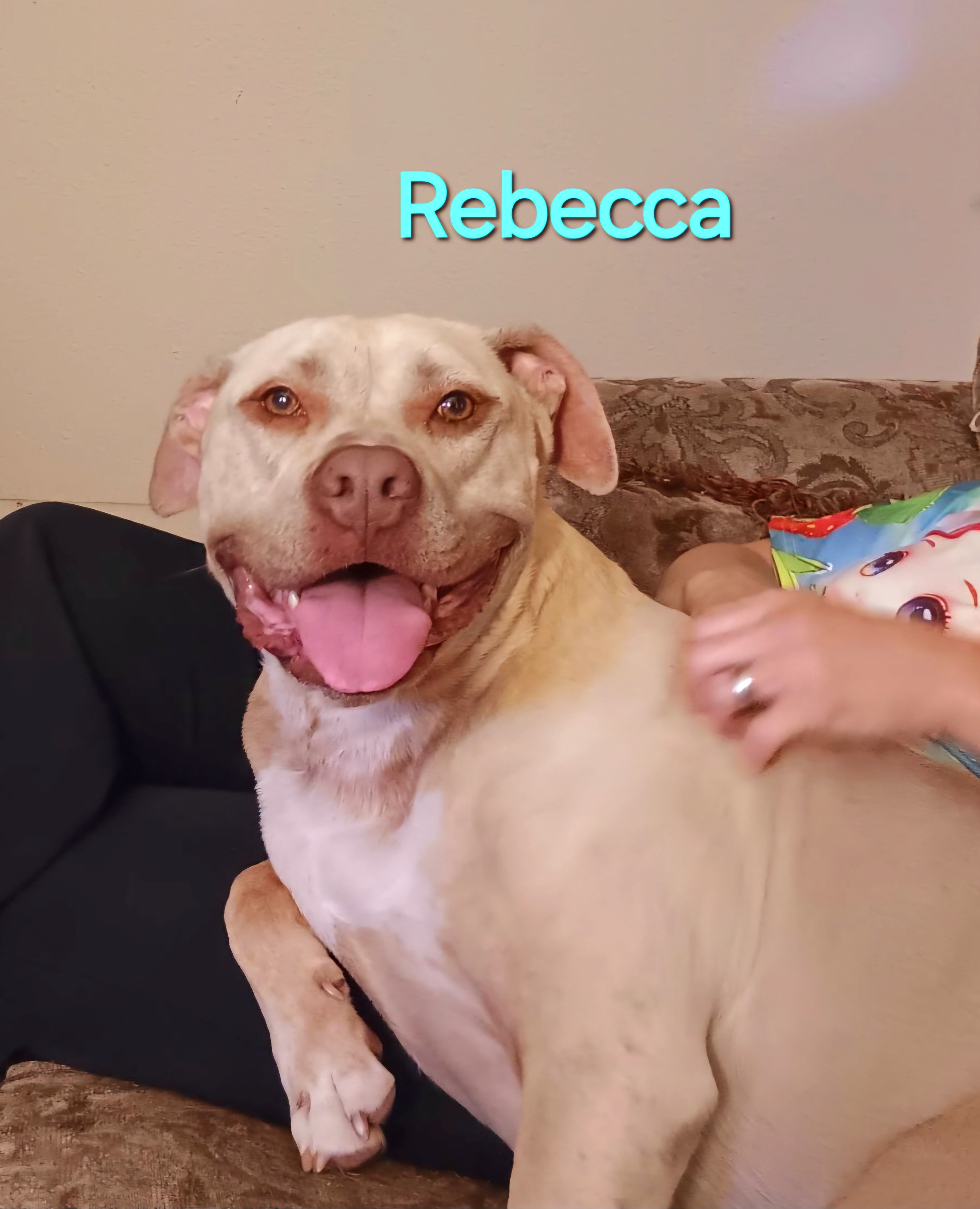 Rebecca, an adoptable American Staffordshire Terrier in Clinton, MO, 64735 | Photo Image 4