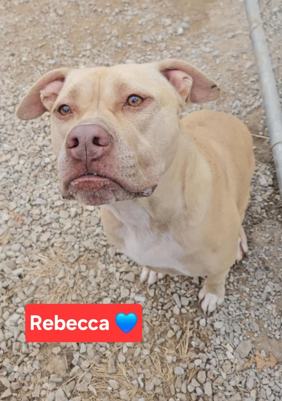 Rebecca, an adoptable American Staffordshire Terrier in Clinton, MO, 64735 | Photo Image 1