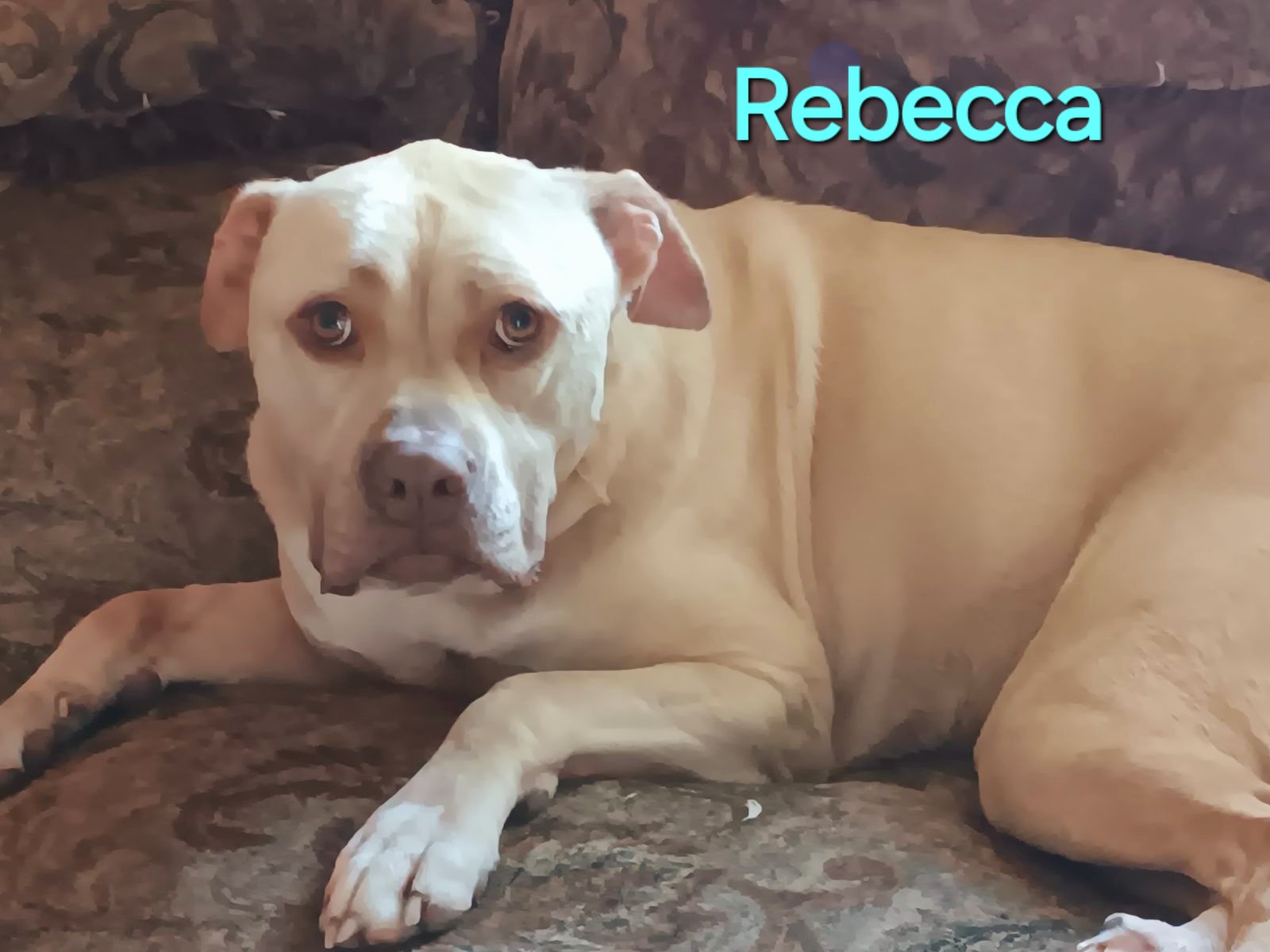 Rebecca, an adoptable American Staffordshire Terrier in Clinton, MO, 64735 | Photo Image 5