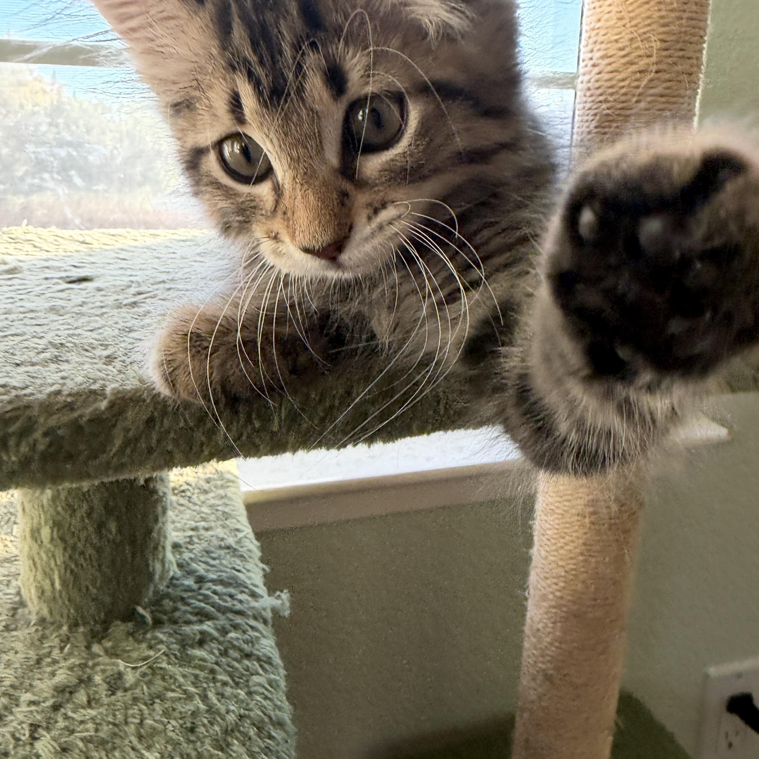 Enlarge Wednesday, an adopted Domestic Medium Hair in Davis, CA image 3/5