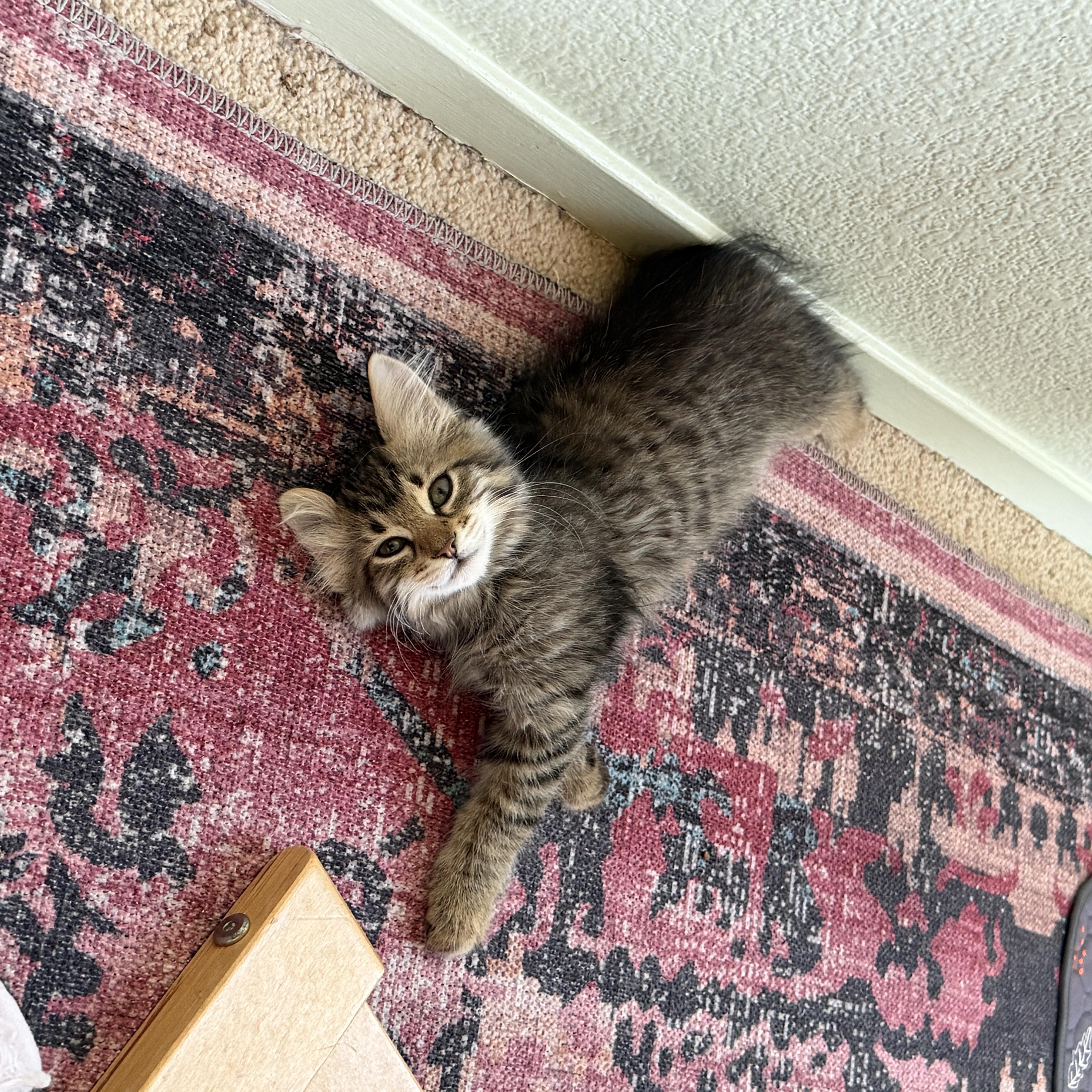 Enlarge Wednesday, an adopted Domestic Medium Hair in Davis, CA image 1/5