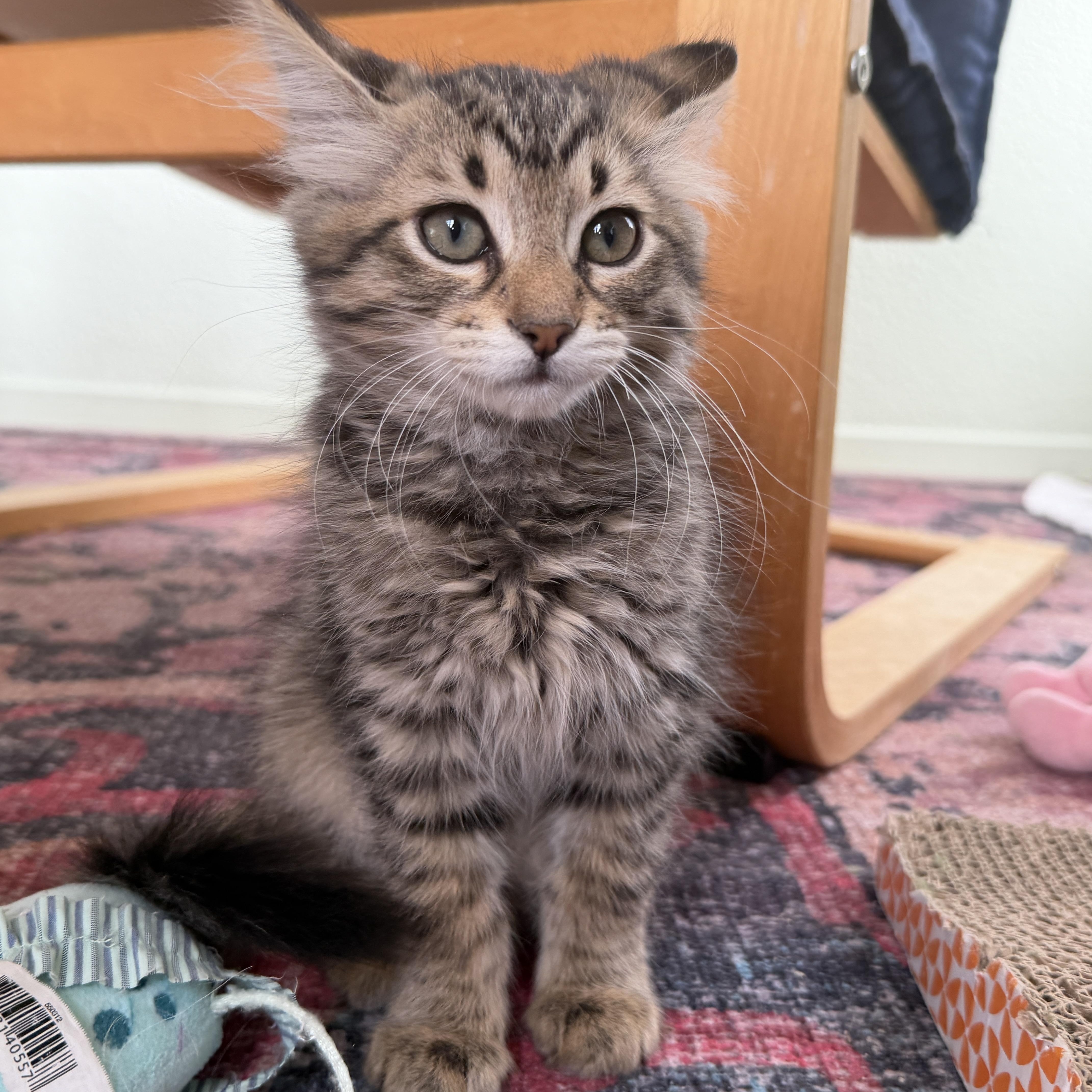 Enlarge Wednesday, an adopted Domestic Medium Hair in Davis, CA image 4/5