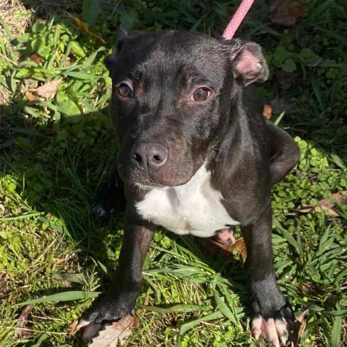 Hermes, Adoptable, Young Male Mixed Breed & Mixed Breed.