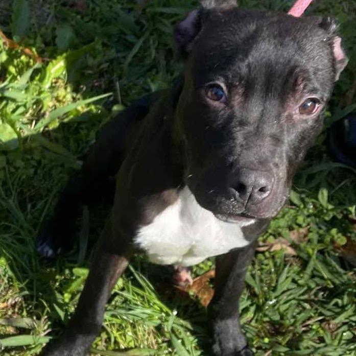 Enlarge Hermes, a Adoptable mixed breed in Carmel, IN image 2/5