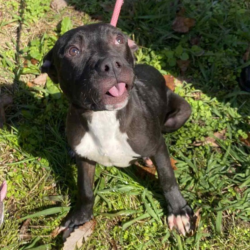 Enlarge Hermes, a Adoptable mixed breed in Carmel, IN image 3/5