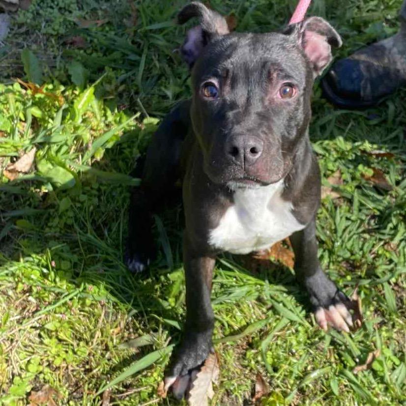 Enlarge Hermes, a Adoptable mixed breed in Carmel, IN image 4/5