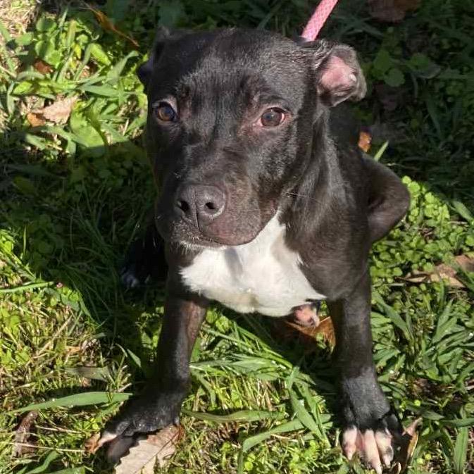 Enlarge Hermes, a Adoptable mixed breed in Carmel, IN image 5/5