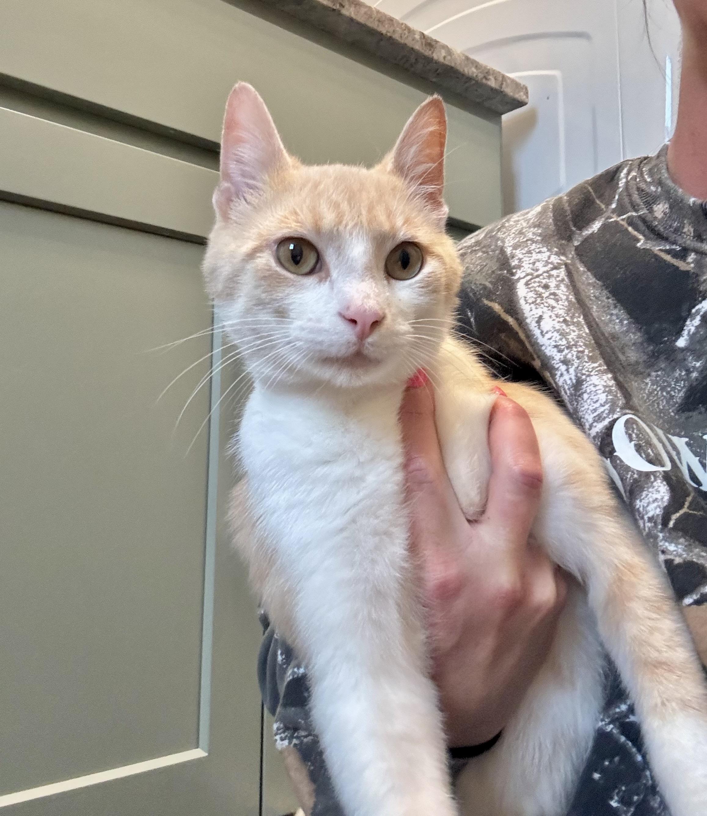 Marty, a ADOPTABLE Domestic Short Hair in Hartville, OH image 1/4