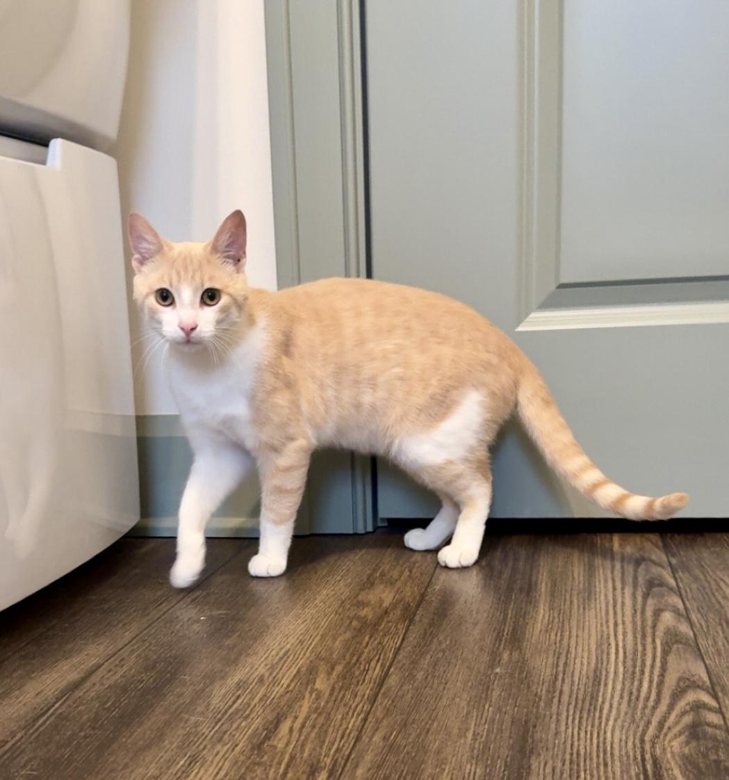 Marty, a ADOPTABLE Domestic Short Hair in Hartville, OH image 3/4