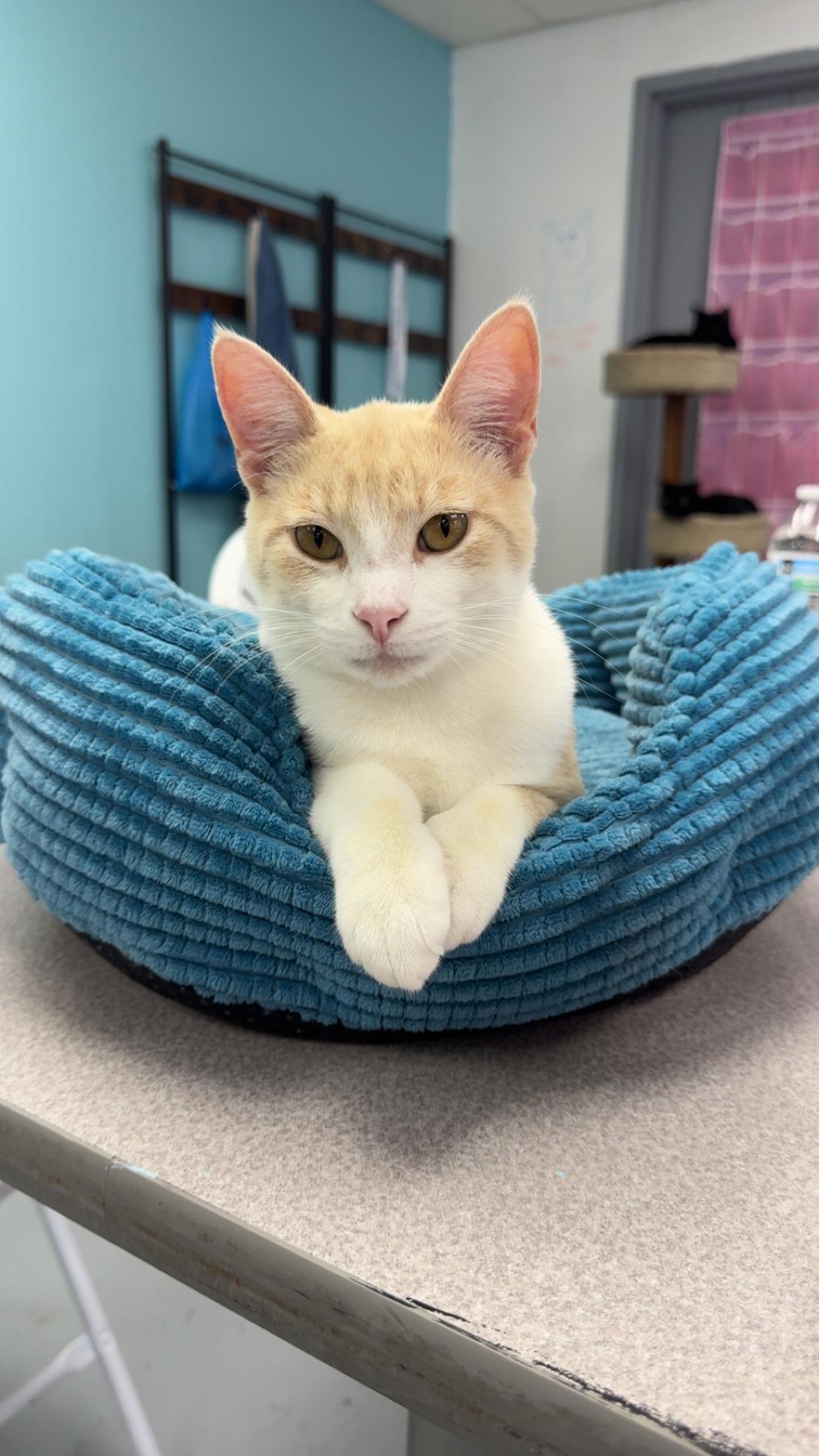 Marty, ADOPTABLE, Young Male Domestic Short Hair.