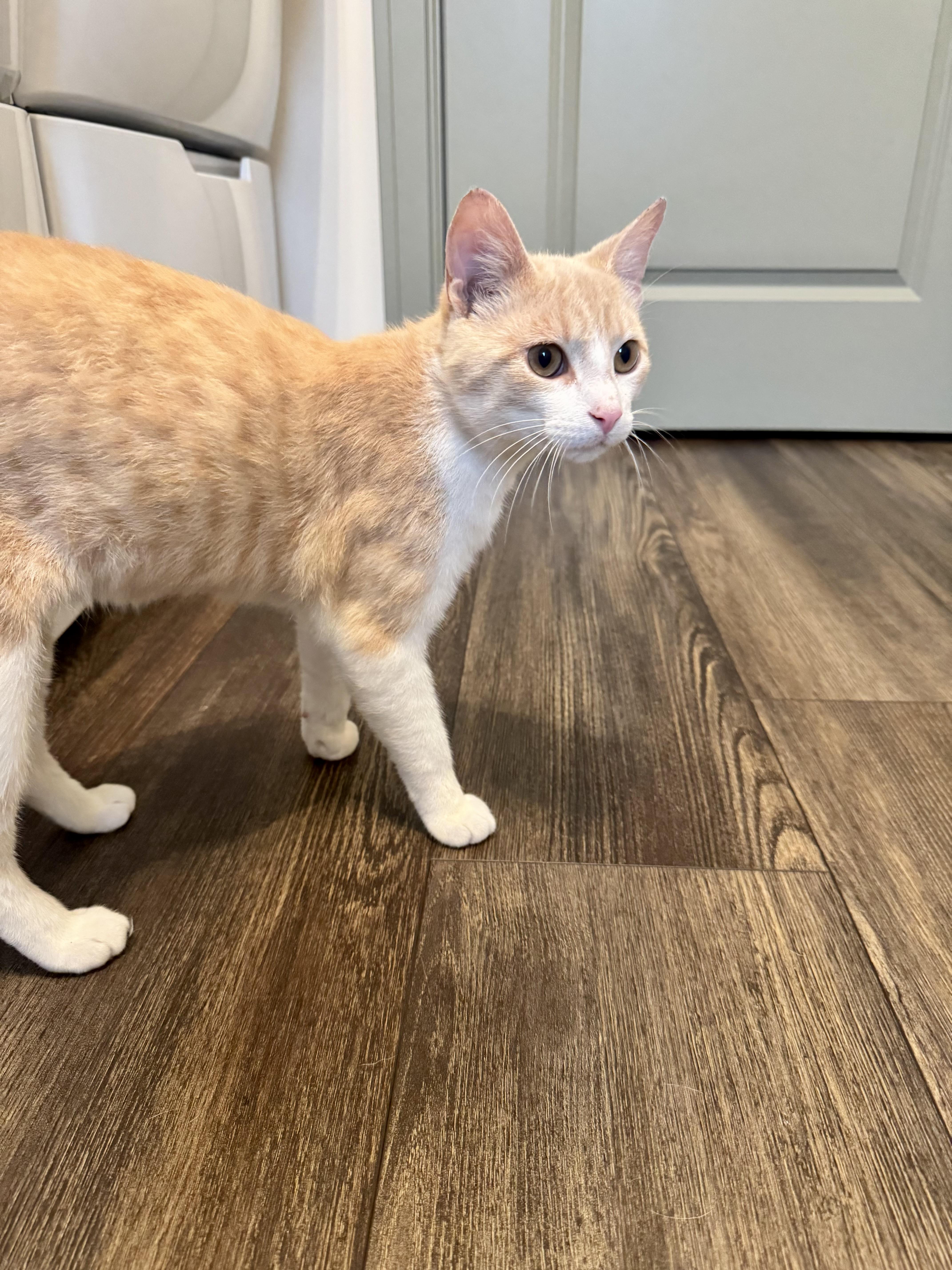 Marty, a ADOPTABLE Domestic Short Hair in Hartville, OH image 2/4