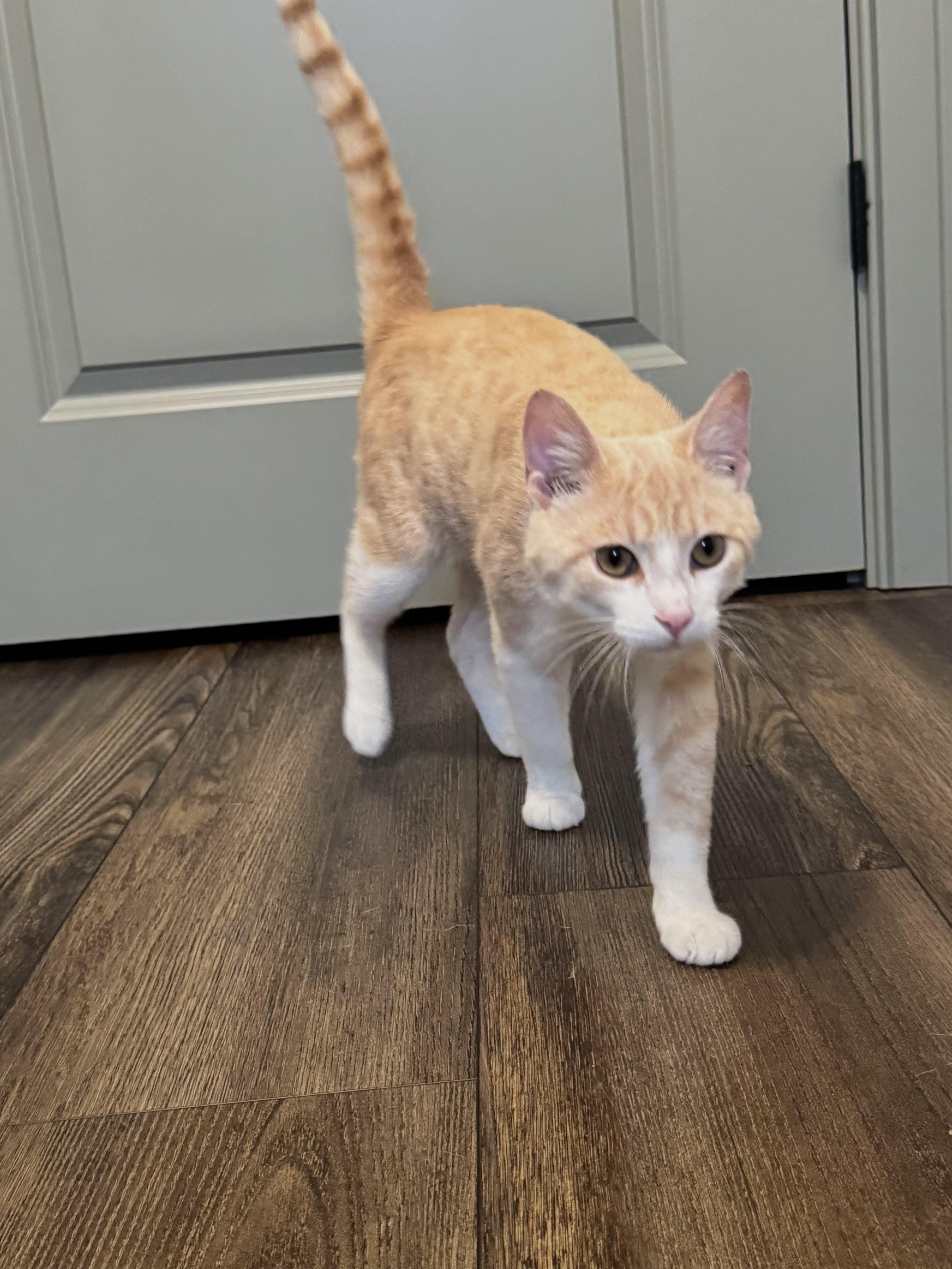 Marty, a ADOPTABLE Domestic Short Hair in Hartville, OH image 4/4