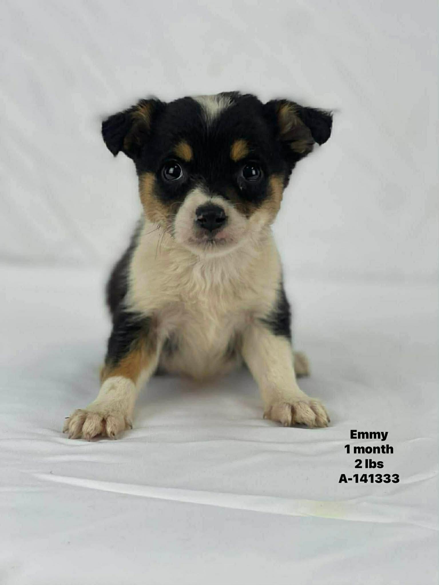 Emmy the tiny mixed breed puppy, Adoptable, Puppy Female Chihuahua & Toy Fox Terrier.