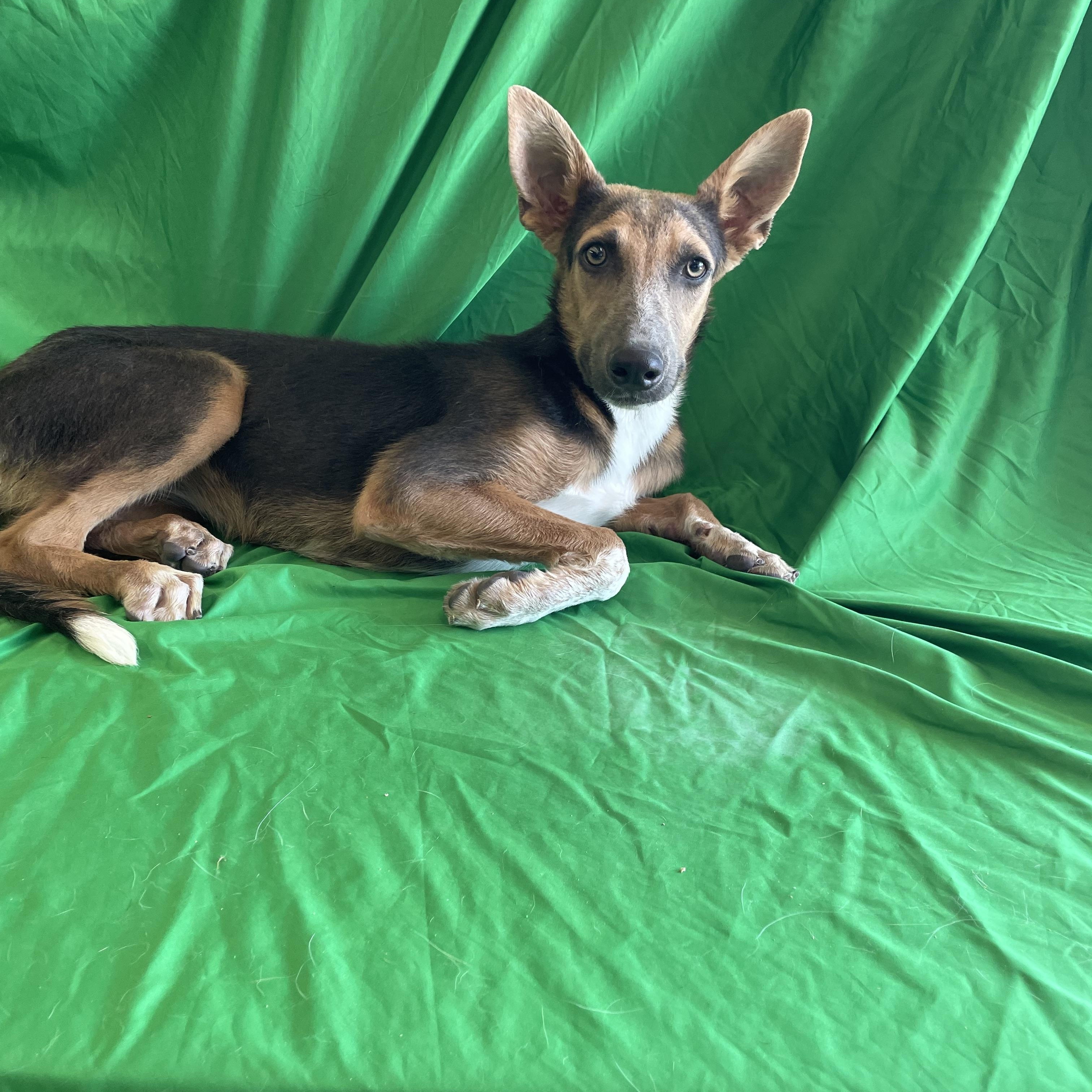 Maddie, Adoptable, Young Female German Shepherd Dog & Mixed Breed.