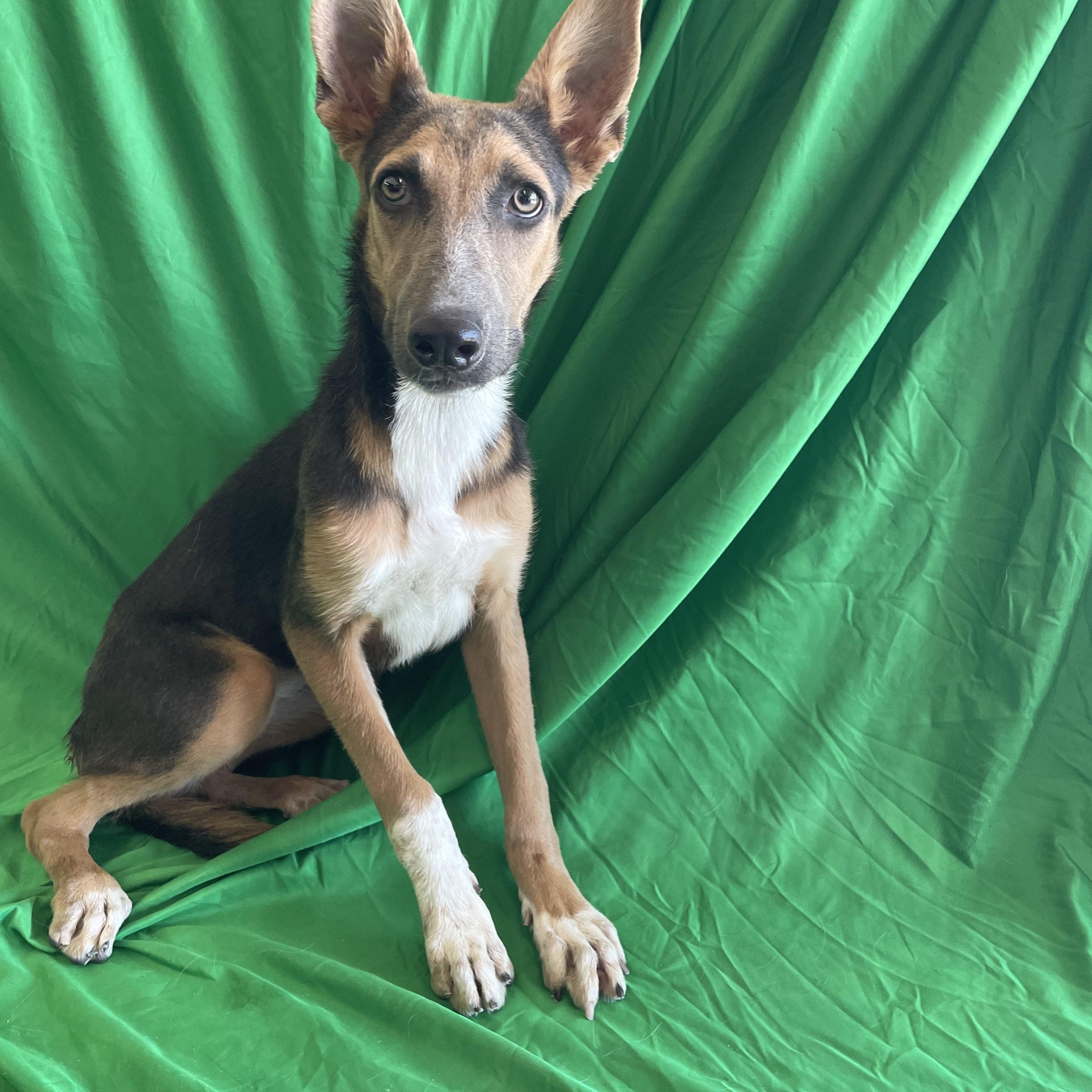 Enlarge Maddie, a Adoptable mixed breed in Phoenix, AZ image 2/2