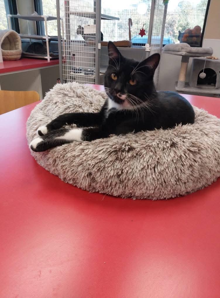 Oreo, a Adoptable Domestic Short Hair in Temple, PA image 1/2