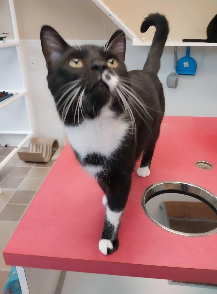 Oreo, a Adoptable Domestic Short Hair in Temple, PA image 2/2