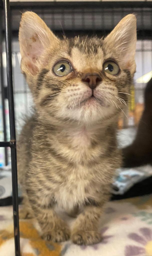 Tabasco, Adoptable, Kitten Male Domestic Short Hair.