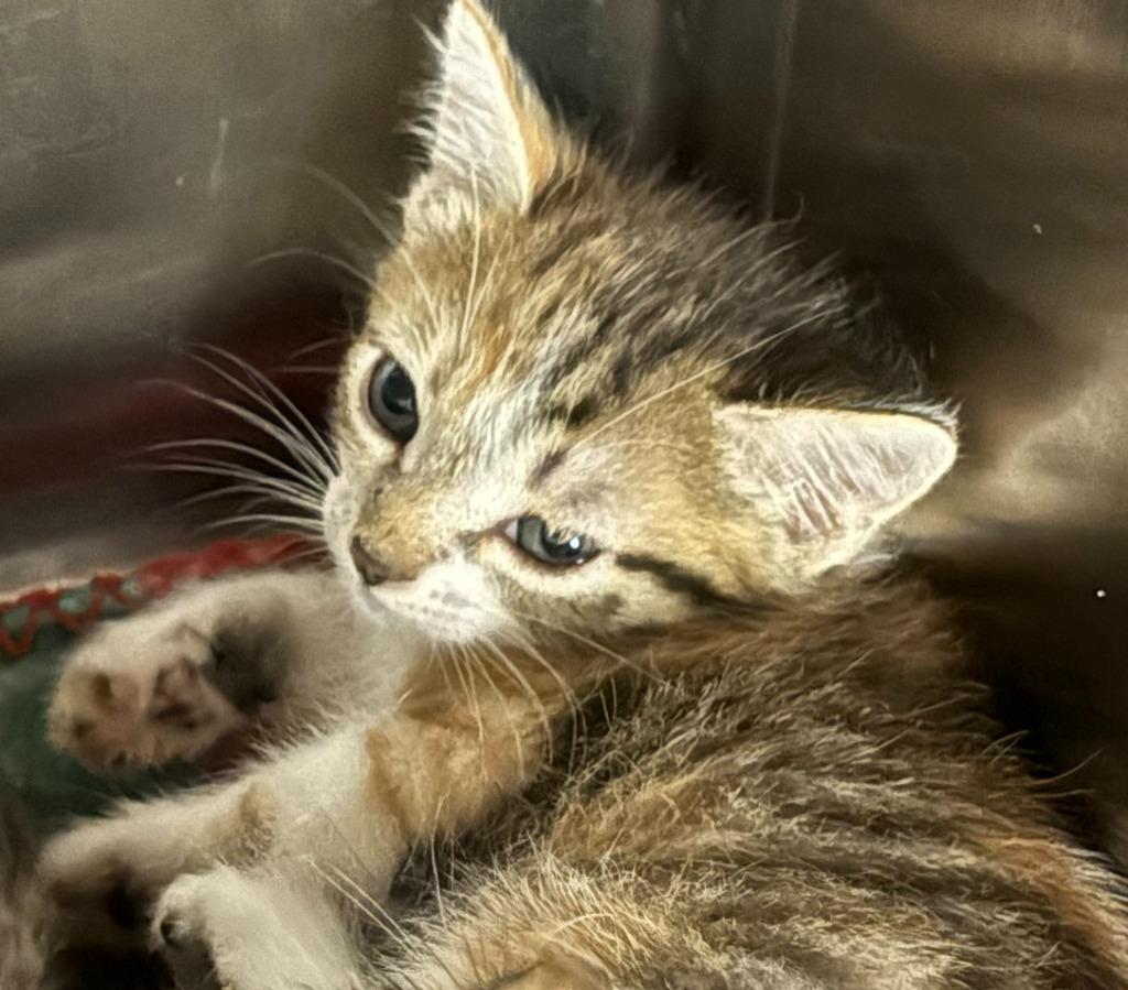 Tabasco, a Adoptable mixed breed in Lockhart, TX image 2/3